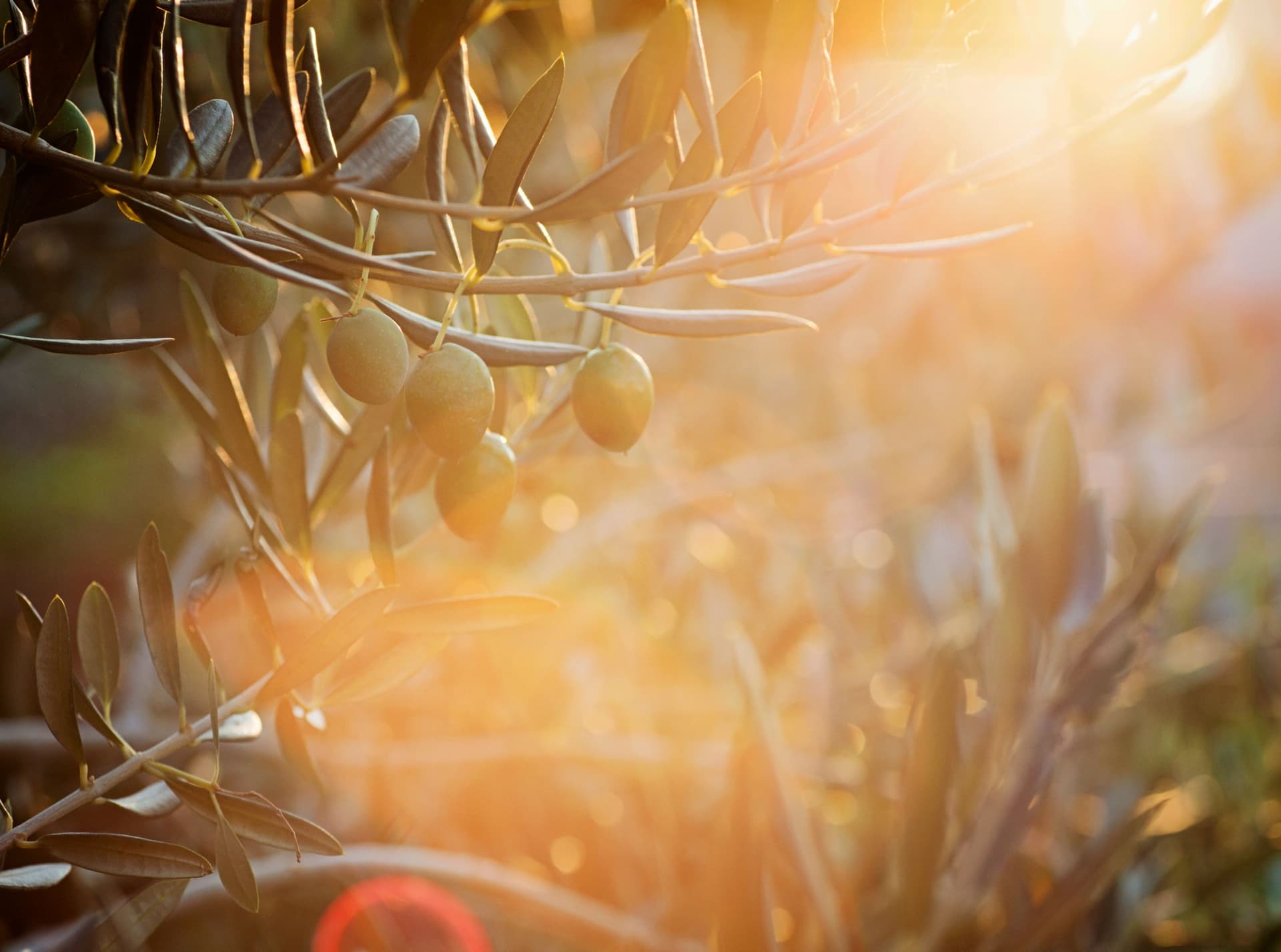 hotel le saint remy decouvrir (11)